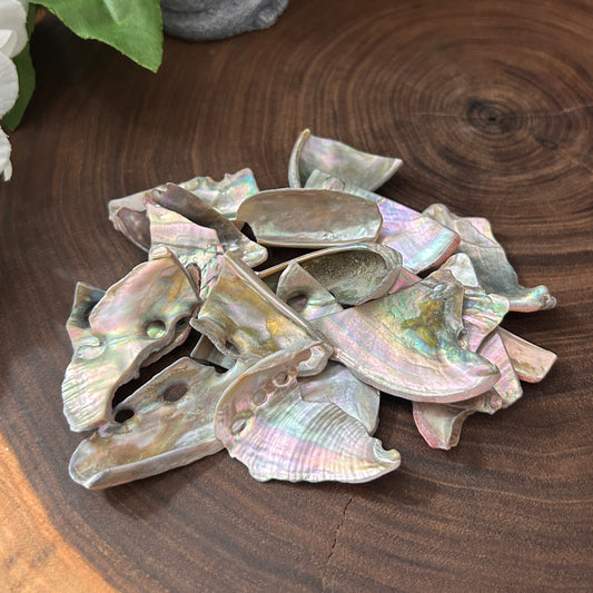 Abalone Shell Tumbled