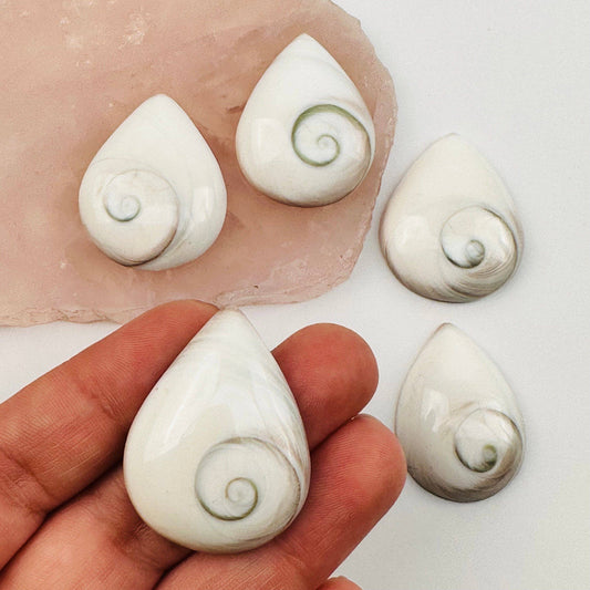 Shiva Shell Polished Drops - Shivas Eye Shell