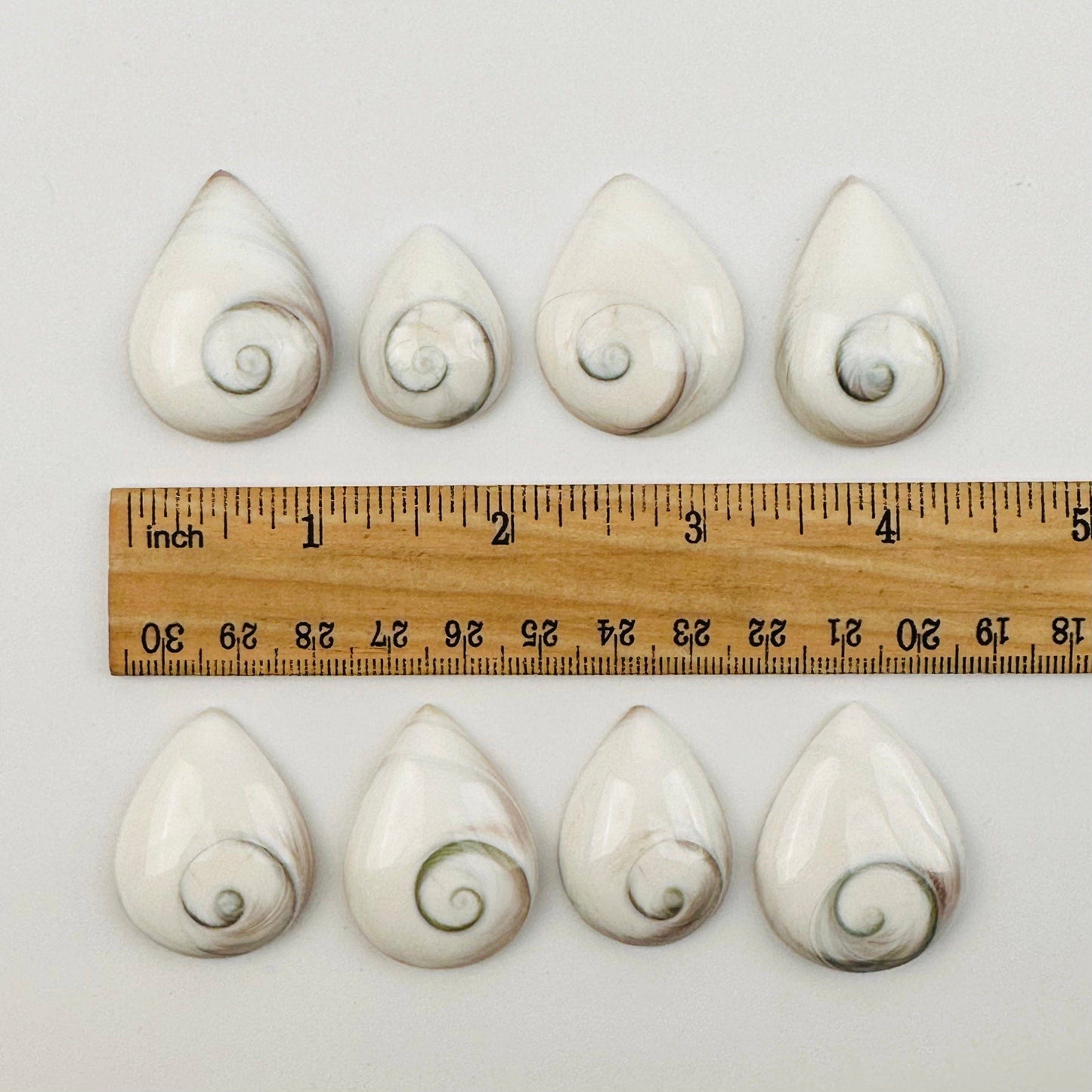 Shiva Shell Polished Drops - Shivas Eye Shell