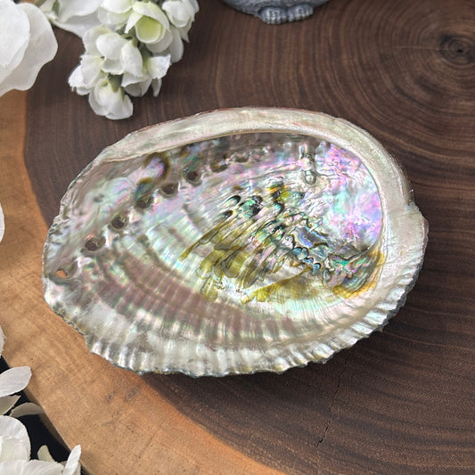 4-7" Abalone Shells