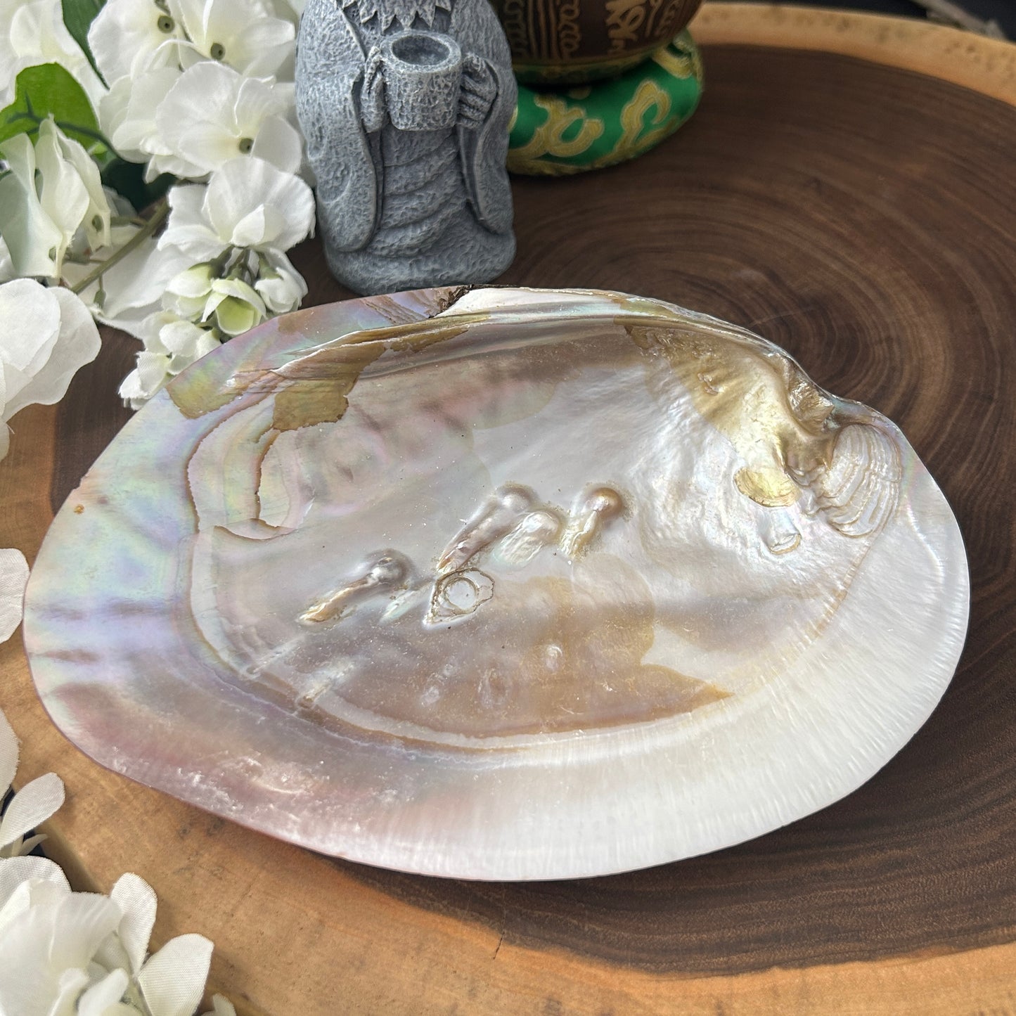 5-6" Radiant Pearl Clam Shell
