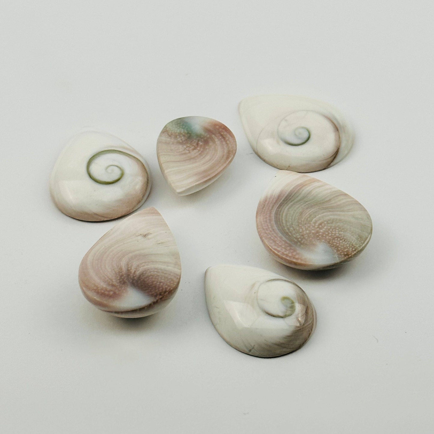 Shiva Shell Polished Drops - Shivas Eye Shell