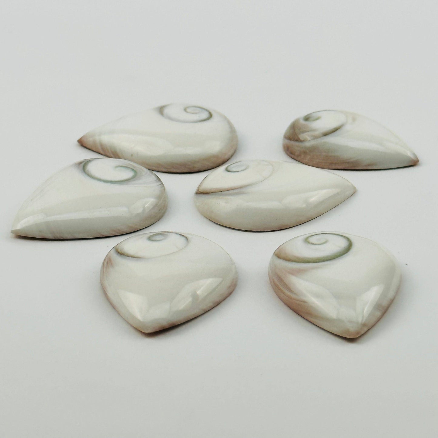 Shiva Shell Polished Drops - Shivas Eye Shell