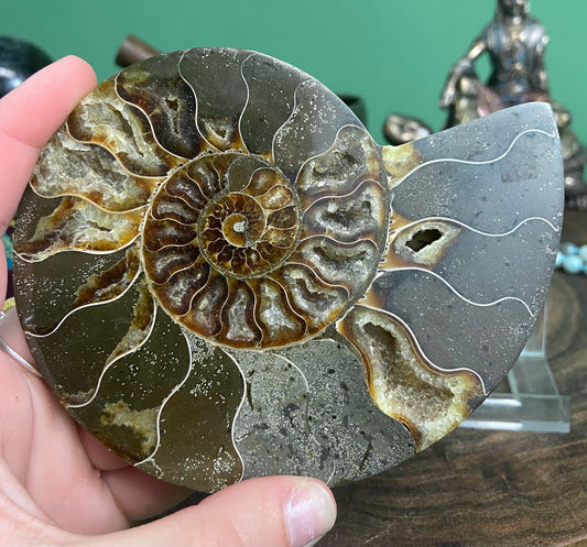 Ammonite Fossil Pairs