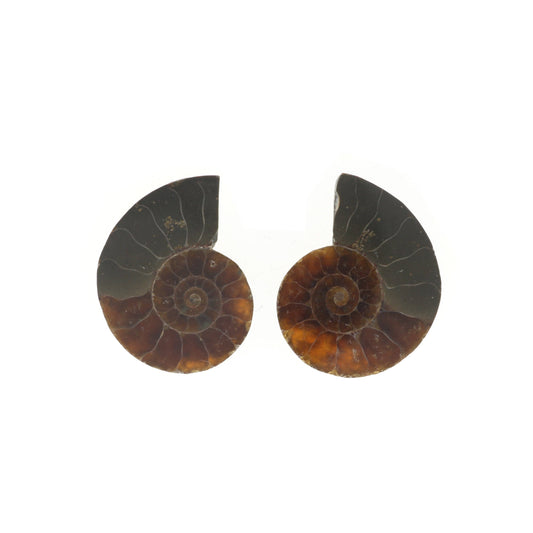 Ammonite Pair Polished