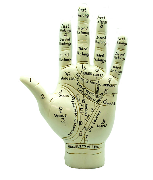 Palmistry Hand - 10"