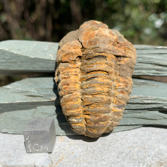 Trilobite - Moroccan
